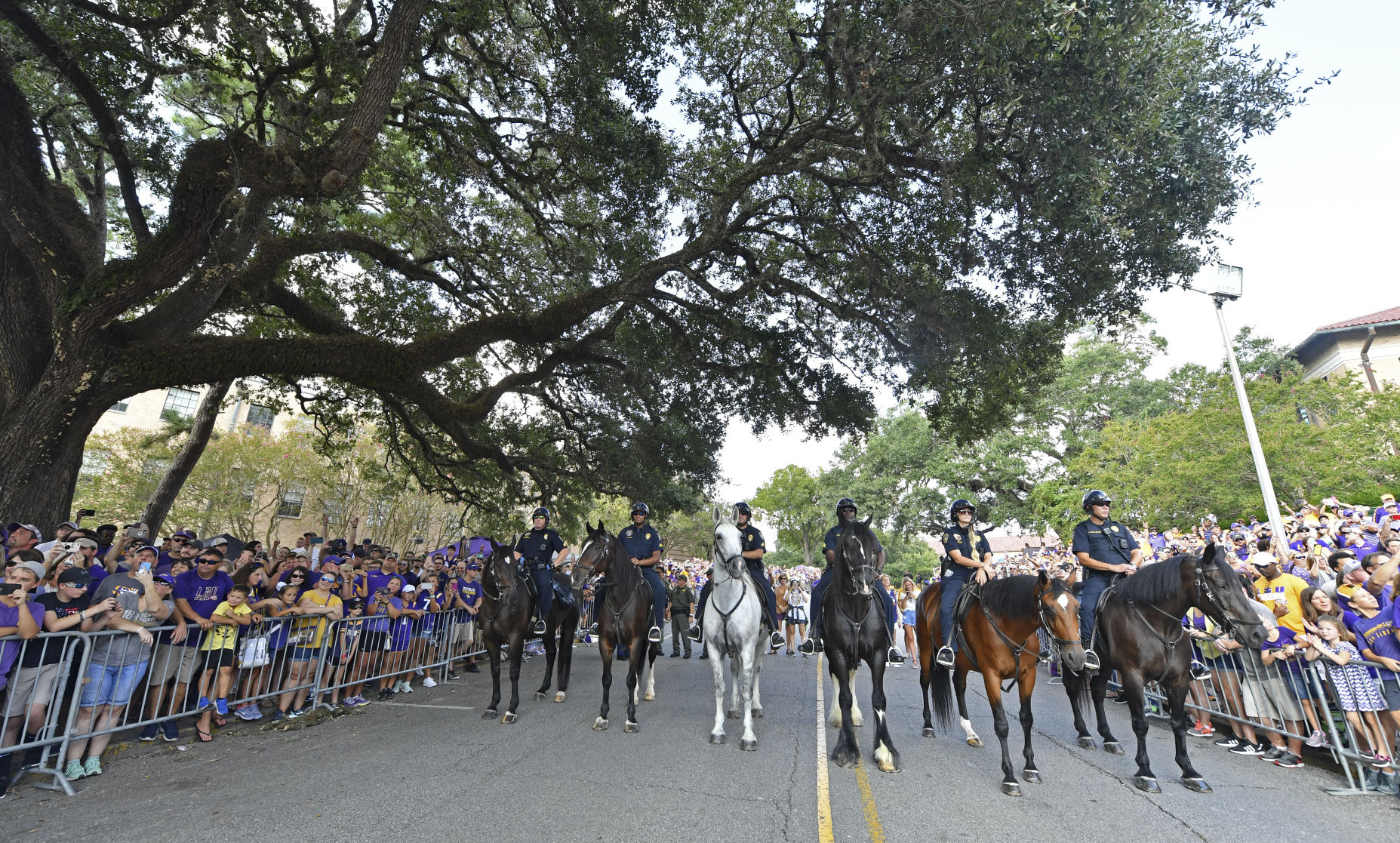 BR.brpdhorses.adv HS 047.JPG